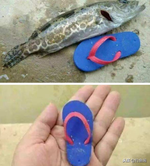 钓鱼十大奇葩物品,钓鱼装备好与坏真的很重要吗