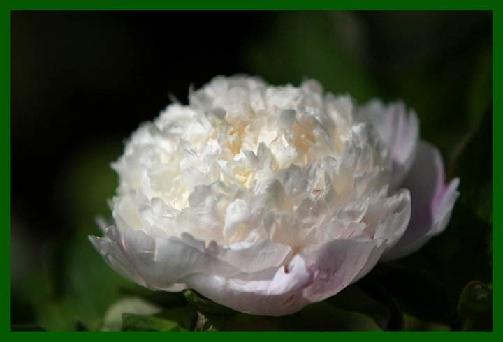 白牡丹中的牡丹王,白牡丹是白茶中的当家花旦