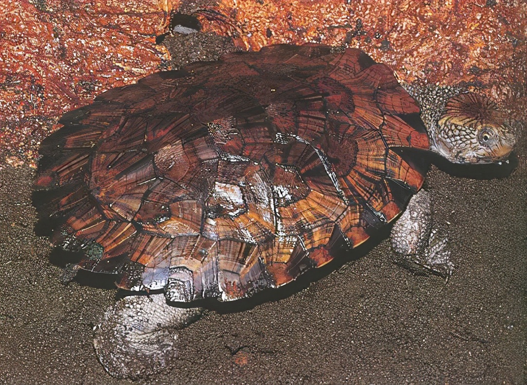 龟类大百科,大眼睛龟类