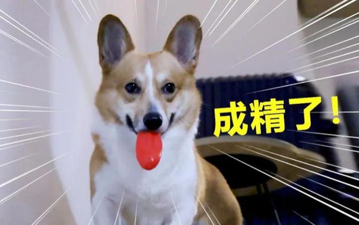 初次养狗怎样养好柯基犬,盘点柯基犬的缺点养之前得先知道