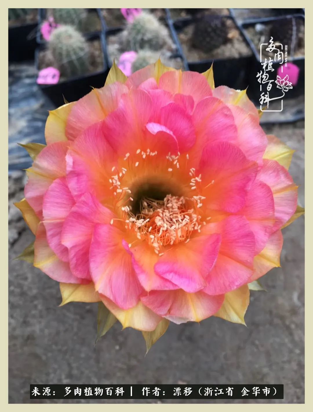 仙人球开花并散发着香味,仙人球花盛开吐露芬芳