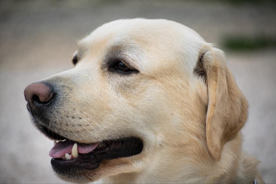 拉布拉多吃什么狗粮比较好,一般拉布拉多吃什么狗粮好