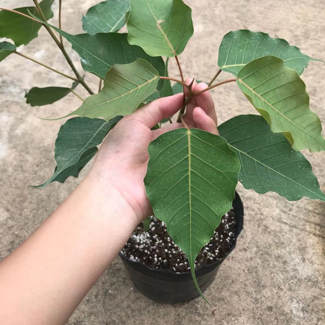 一花一叶一菩提佛教,佛教著名四大圣树