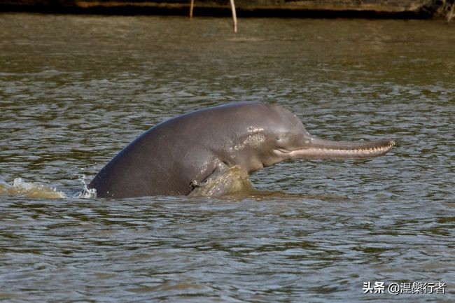 50种珍稀保护动物,为什么人类应该保护濒危物种