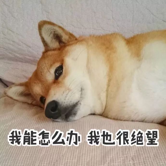 狗狗绝育vs不绝育差别还是很大的,狗狗应该绝育么