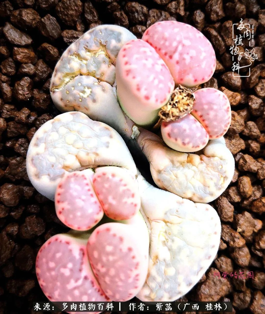 如何在夏天买的多肉度夏,多肉度夏好帮手