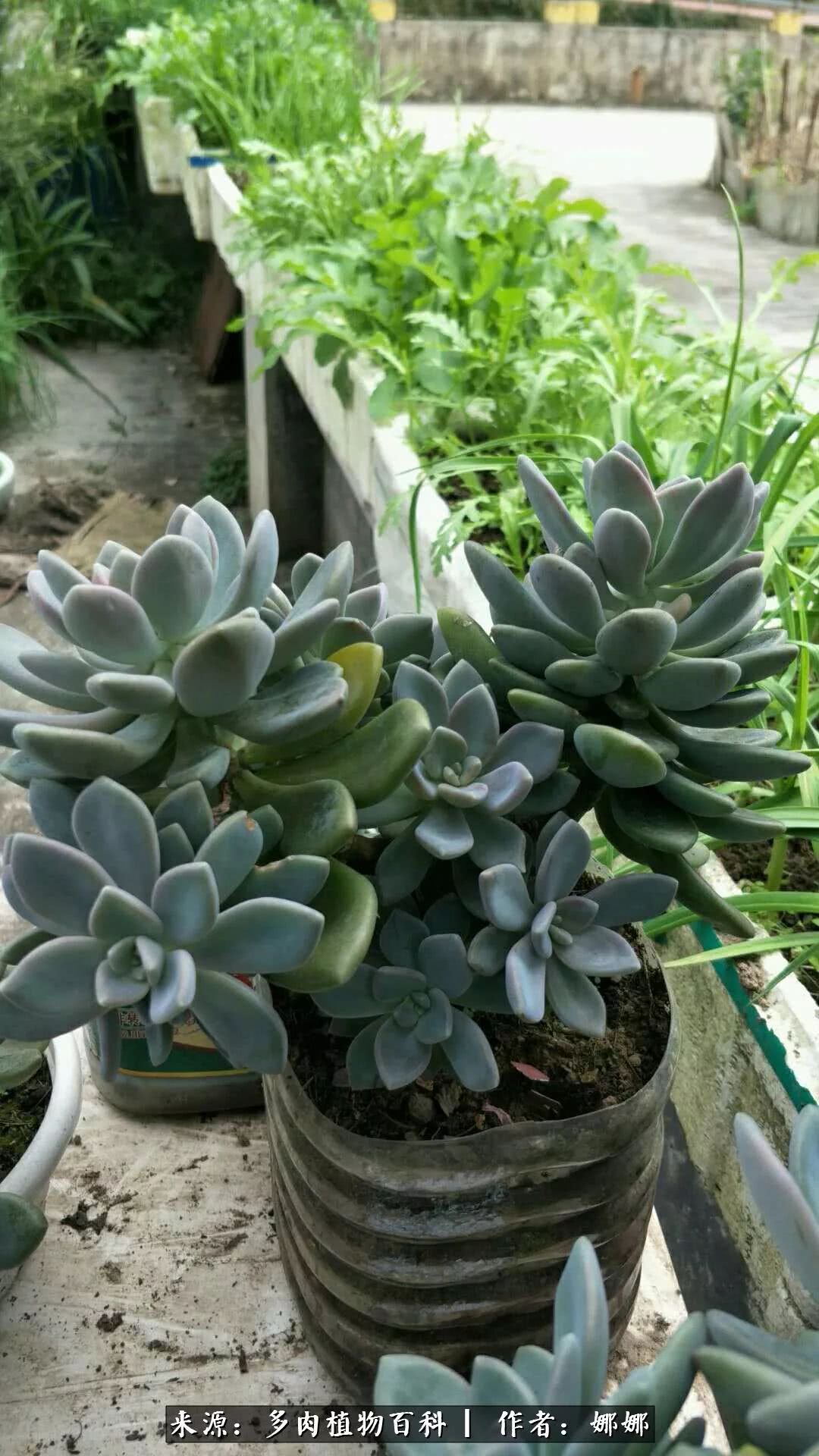 篱笆花开情常在，守你一生不变！