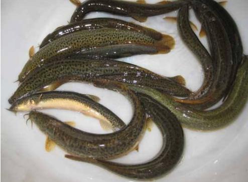 泥鳅养殖技术及前景,泥鳅养殖新技术发展前景