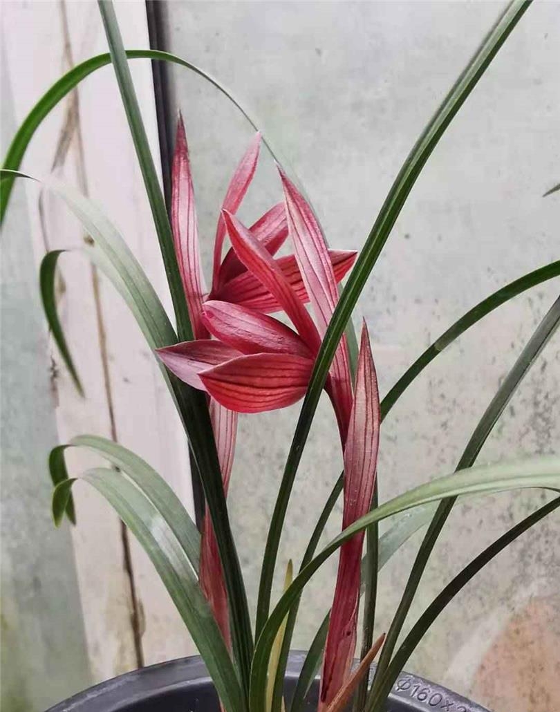 贵州兴义最出名的兰花,贵州兰花红舌头