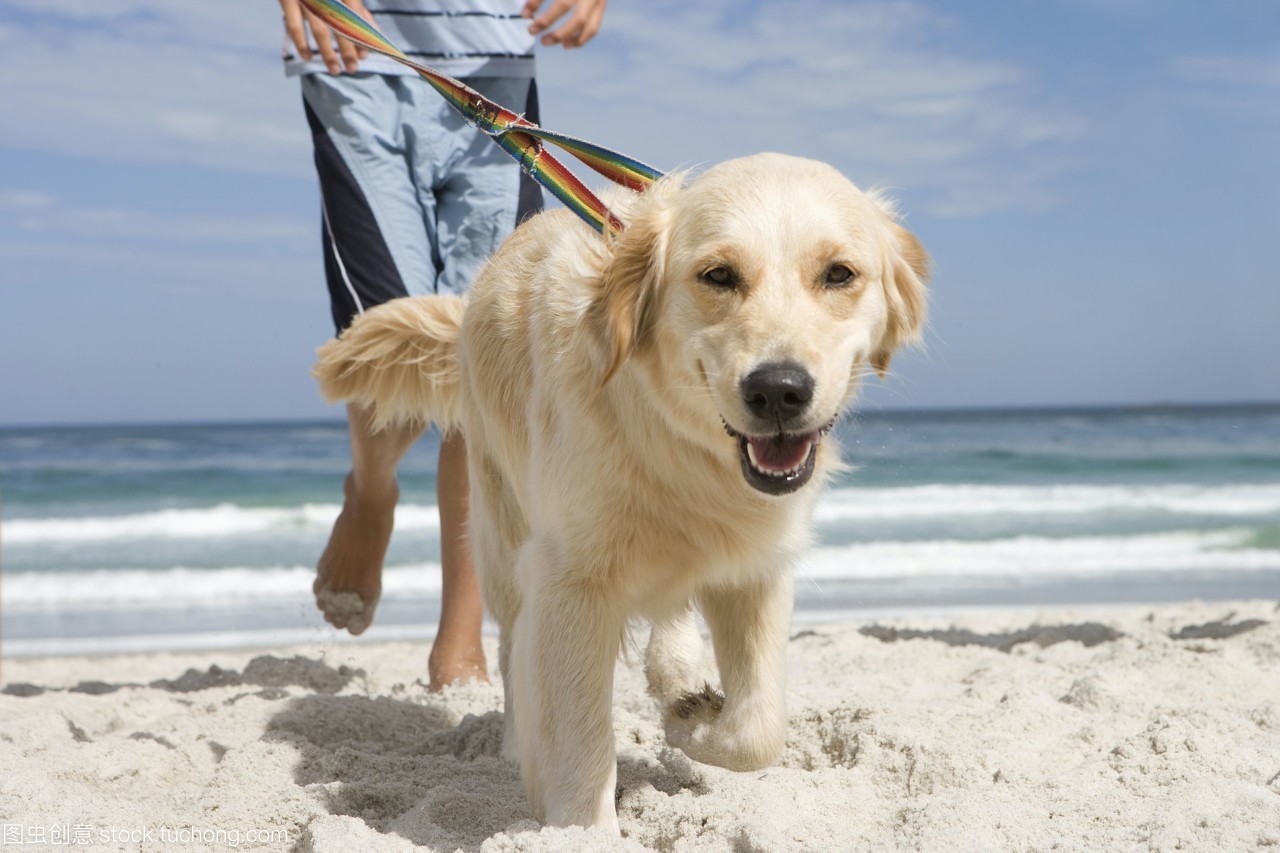 柯基破坏家里,柯基无敌破坏王