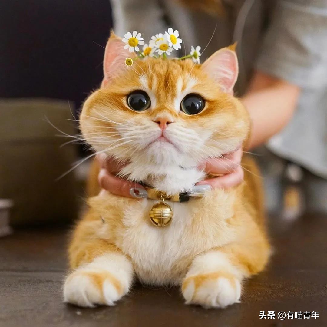 最可怕的5种猫,盘点很可怕的几种猫