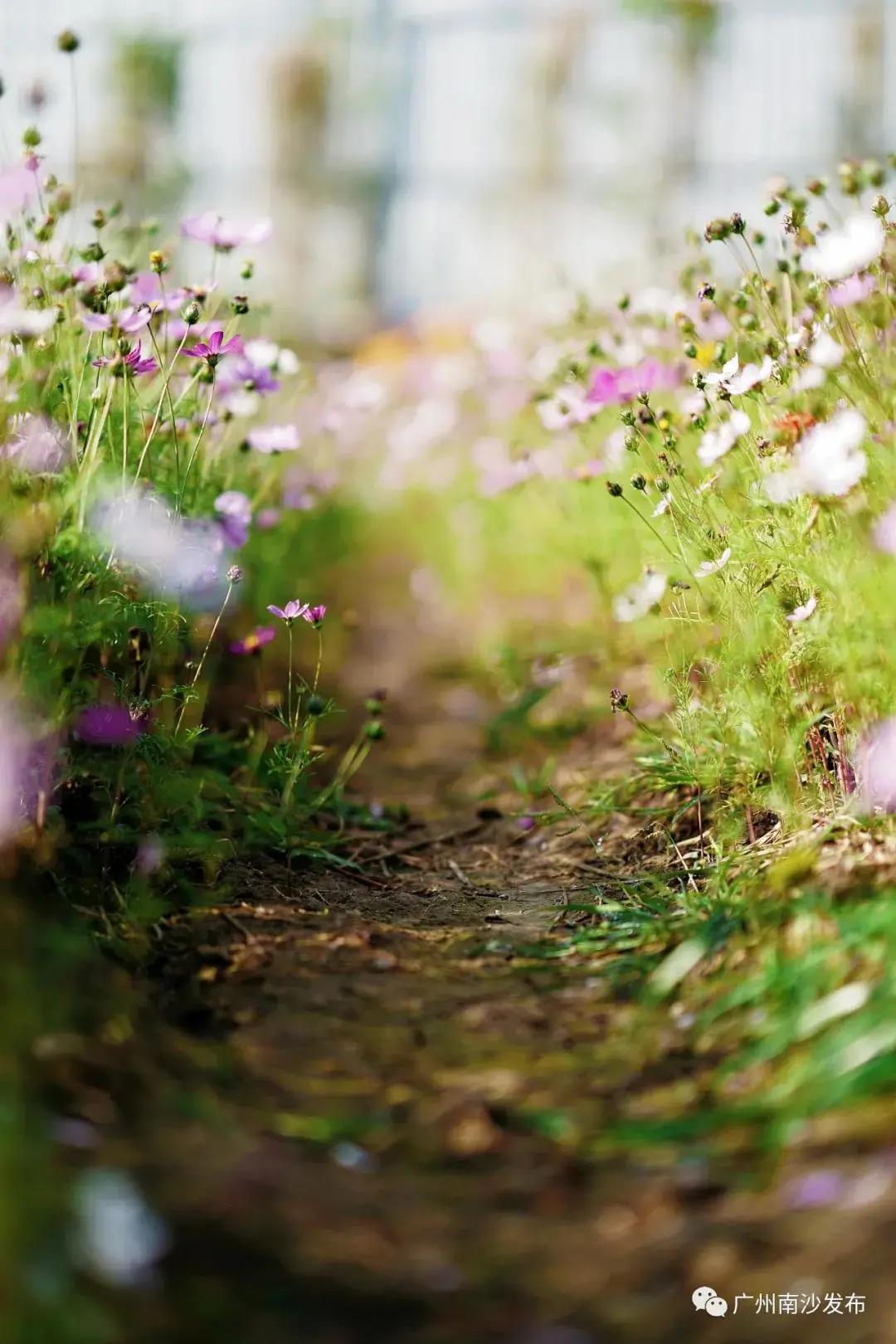 广州现在花开的季节,广州现在什么花开了