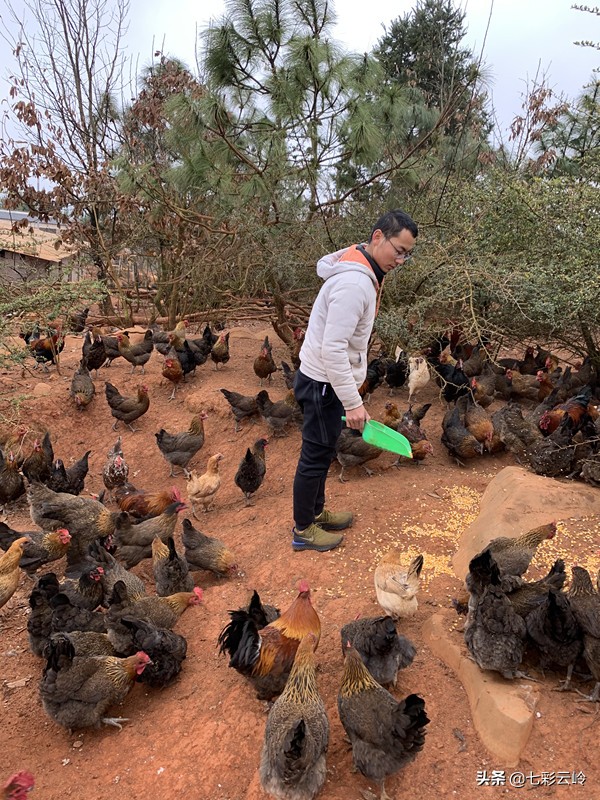 泸西：喂好一只鸡，云野碧鸡，鸣响深山