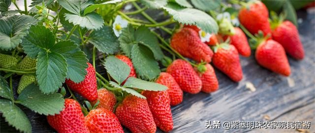 重庆半边桥度假村,璧山半边桥度假村
