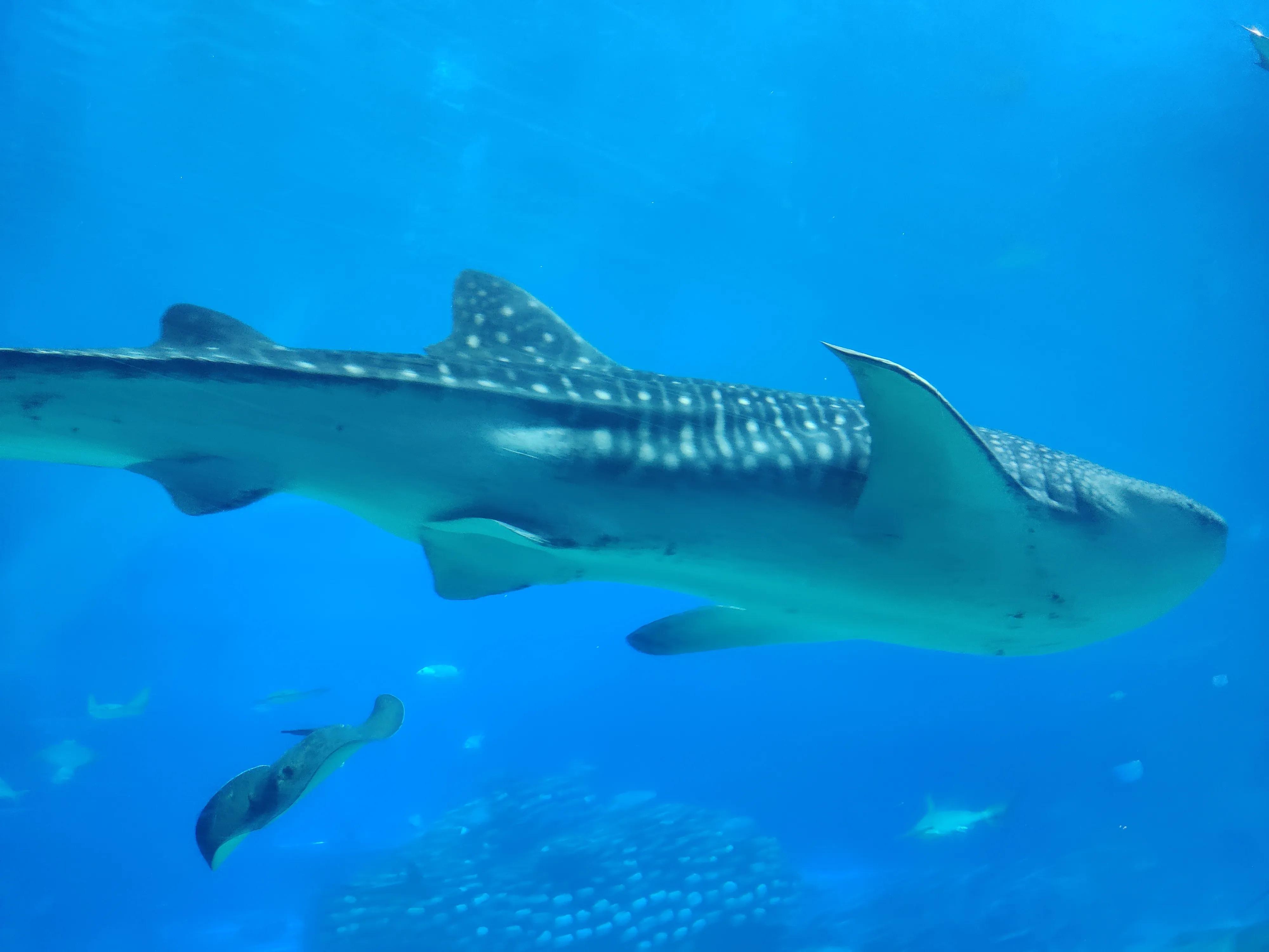 长隆玩怎么买票最合适省钱,长隆海洋王国最省钱攻略