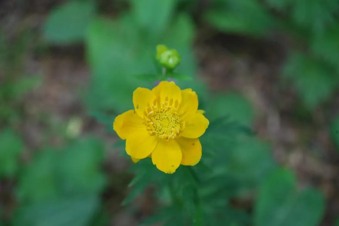 冬天常见中药植物图片及功效,花期长的草本植物图片