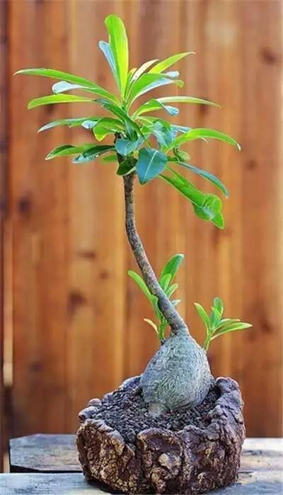 多肉大师手绘花盆,多肉顶级玩家