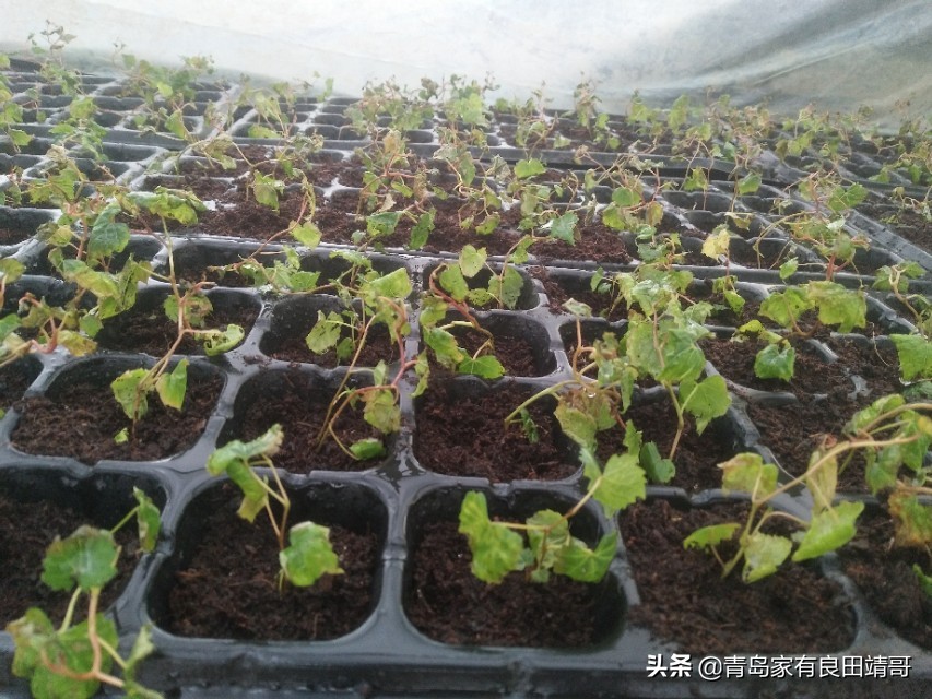 脱毒阳光玫瑰葡萄苗,阳光玫瑰特级苗