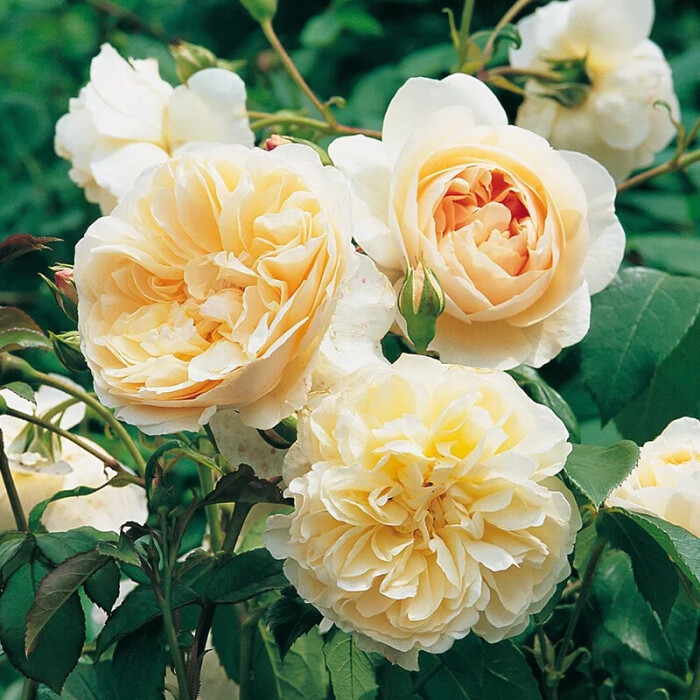 99棵月季,最值得入手的玫瑰月季