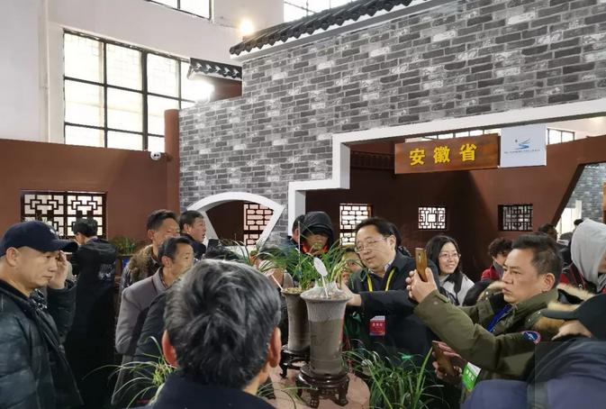 惠水第29届兰博会兰花获奖图片,惠水国际兰花展