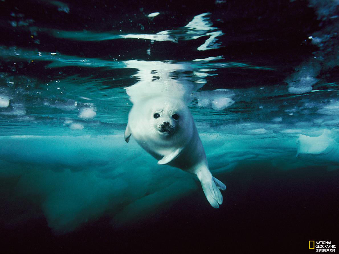 太美了！国家地理王牌摄影师探秘深海世界
