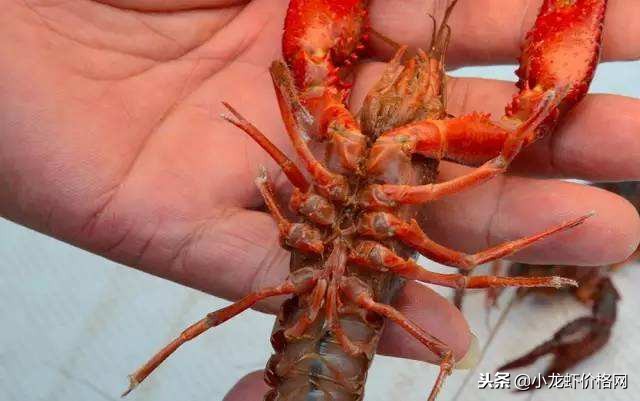 养殖小龙虾亩产过万的模式,小龙虾养殖一般亩产是多少