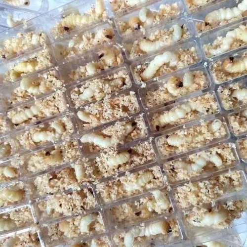 画眉鸟的饲料怎么配制,画眉鸟主食