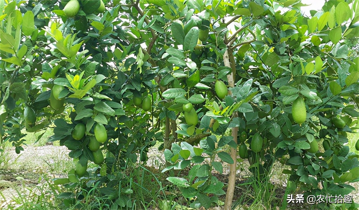 5月涨至一斤36元，吸引农民种植，如今价格腰斩，为何仍被看好