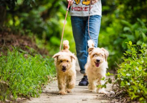 关于遛狗要拴绳,遛狗可以带点什么