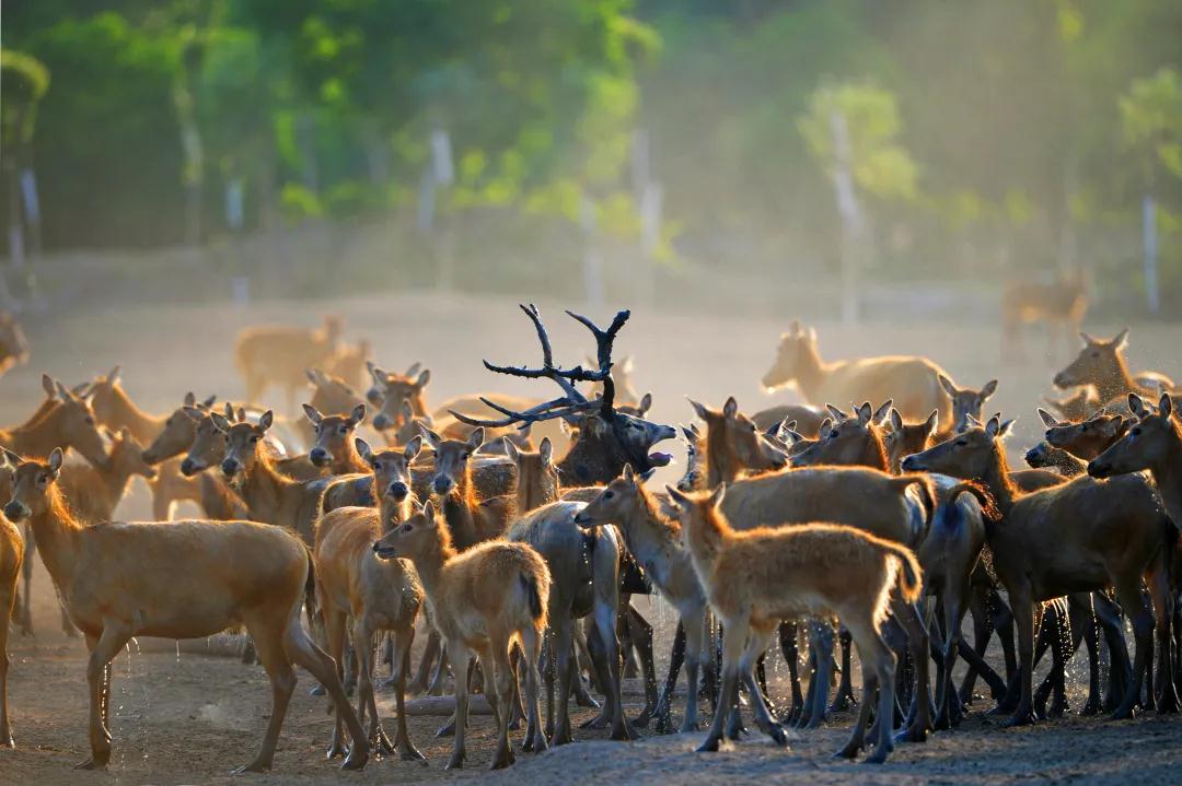 中国的植物多样性保护,全国林草生物多样性保护成就展