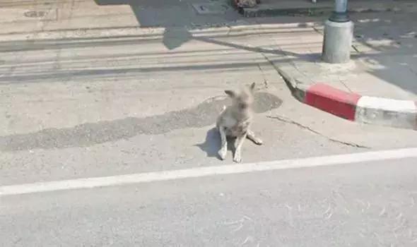 谷歌街景拍到动物,盘点谷歌街景被打上马赛克的地方