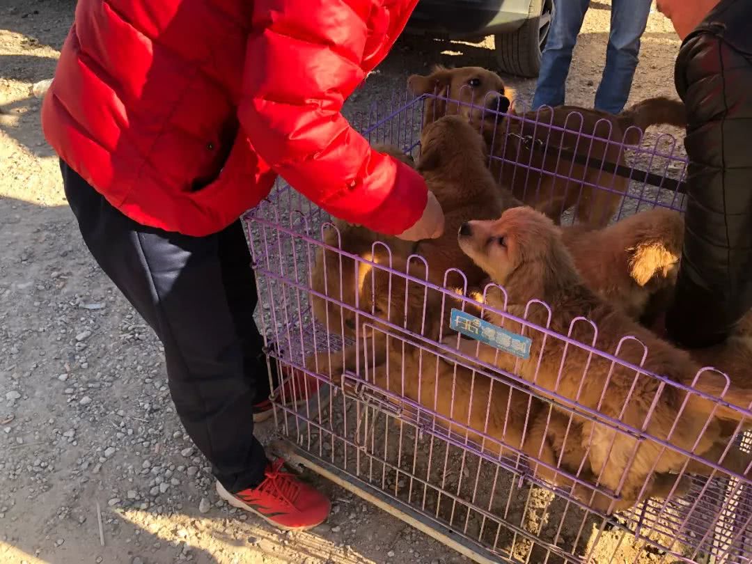 2000块从狗贩子买的金毛,出售金毛1000元