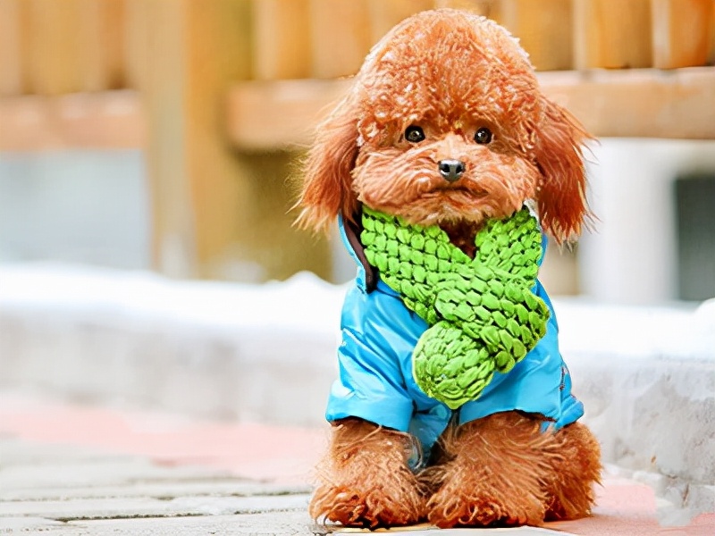 怎么养泰迪才会养得非常好,养泰迪的正确方法和注意事项