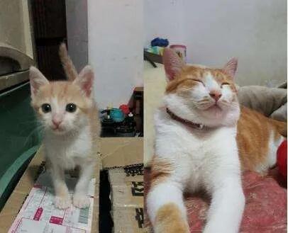 原来橘猫是从小就开始胖了,橘猫为什么可以长那么胖