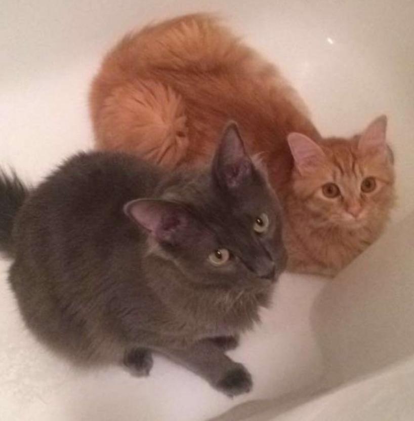 橘猫为了喝水也是拼了,橘猫不爱洗澡怎么办