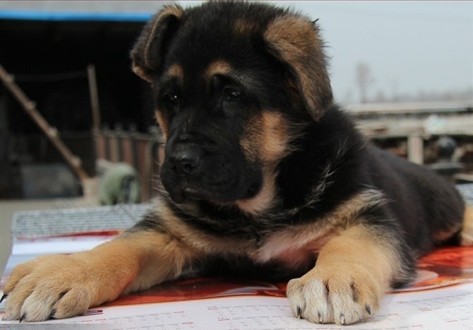 德牧幼犬定点训练大小便,训练德牧犬简单方法