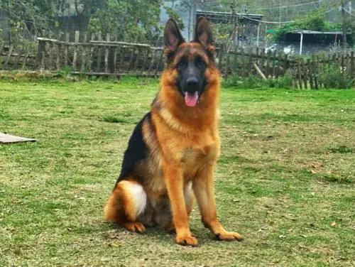 什么狗最聪明最忠诚最便宜,什么狗最聪明最忠诚智商高