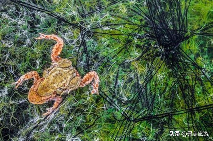 小蝌蚪是怎么出生的画册,小蝌蚪是从哪里来的