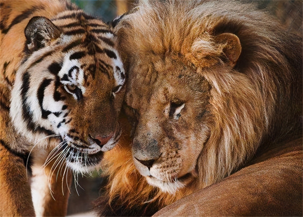 狮虎兽超过1000斤,狮虎幼崽体型对比