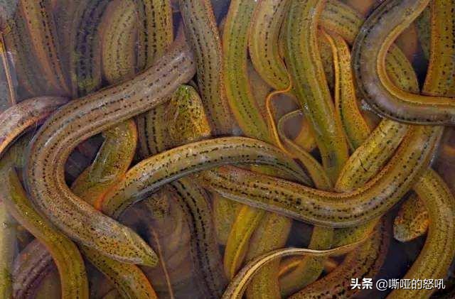 捉黄鳝和鱼的高手,全网最厉害的抓黄鳝能手