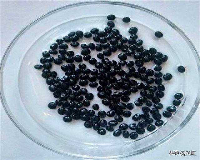 自己种的芦笋吃着就是香,想吃芦笋不用买自己动手就能种