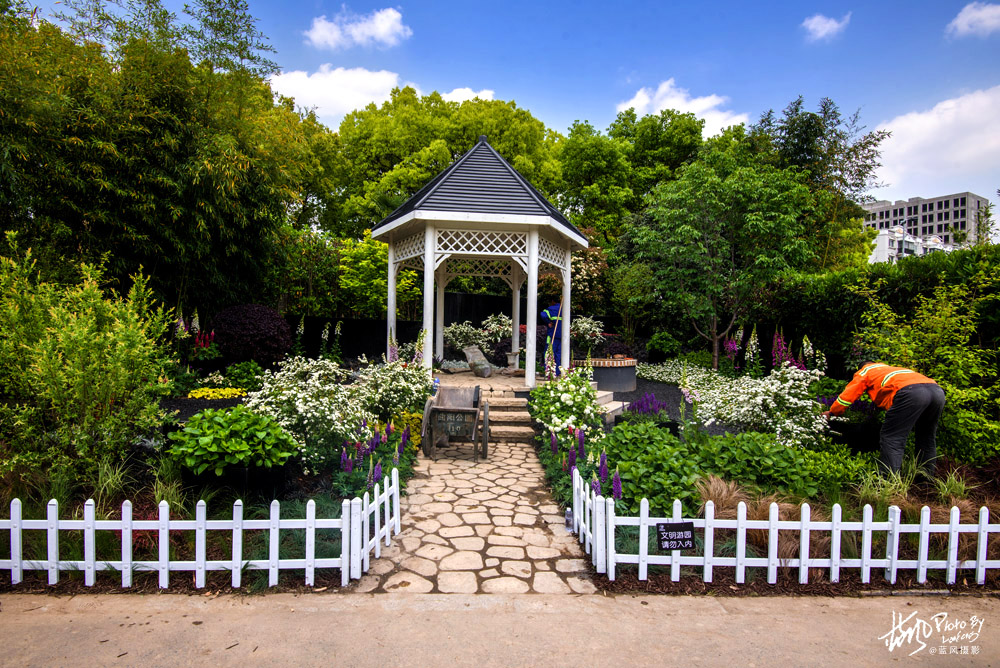 上海国际花展一览表,上海国际花展一览