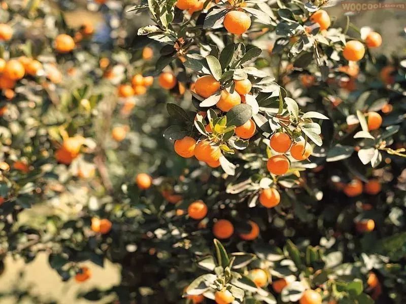 探秘！中国有机农业该如何发力（附国外优秀案例）