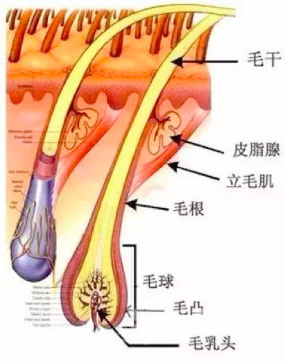 如何拥有又长又发量多的头发,头发长什么样子好看
