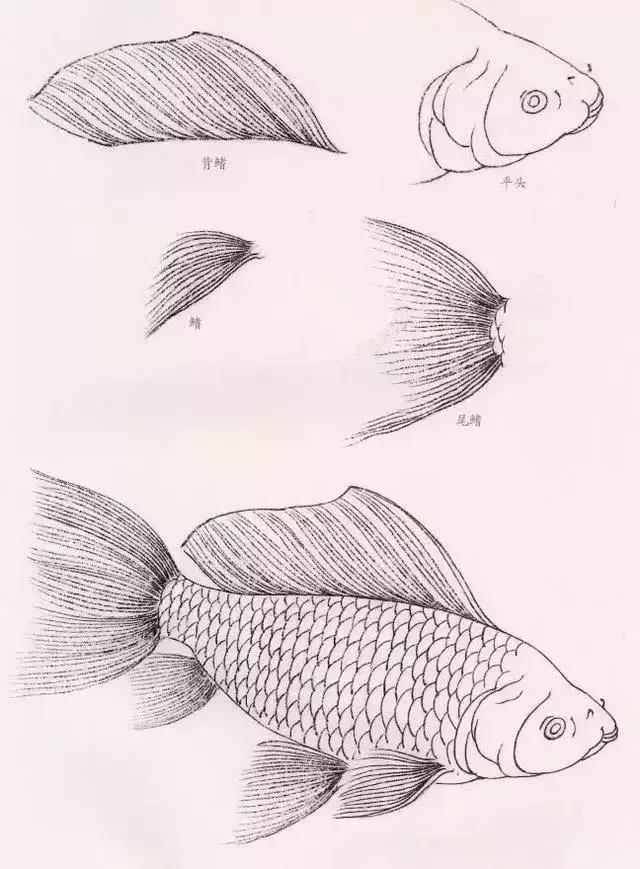 工笔金鱼团扇教学视频,工笔金鱼国画图片大全