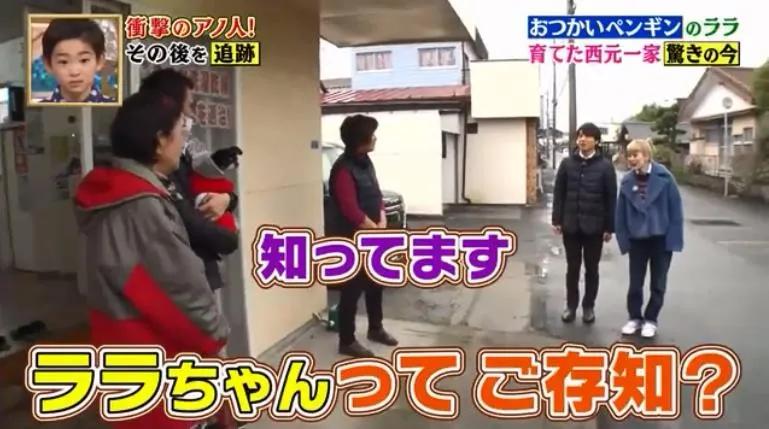 去世的企鹅复活,死去的企鹅