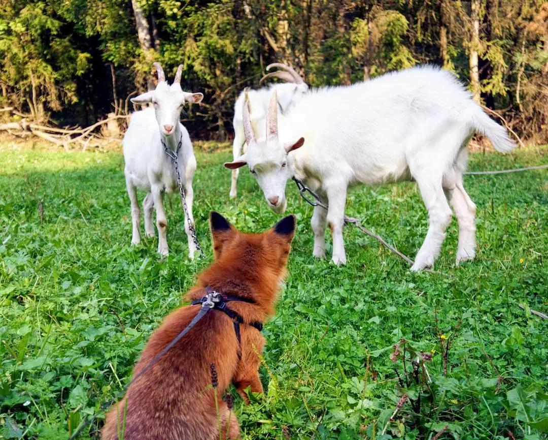 俄罗斯小哥救了兔狲,俄罗斯小哥救了只兔狲