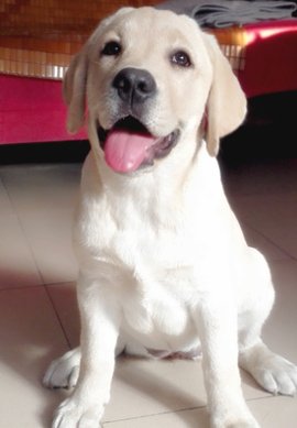 宠物狗各大种类图片大全集,宠物狗的种类和特点图片大全集