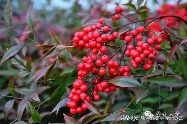 100种常见花卉植物图谱,100种花卉素描图谱