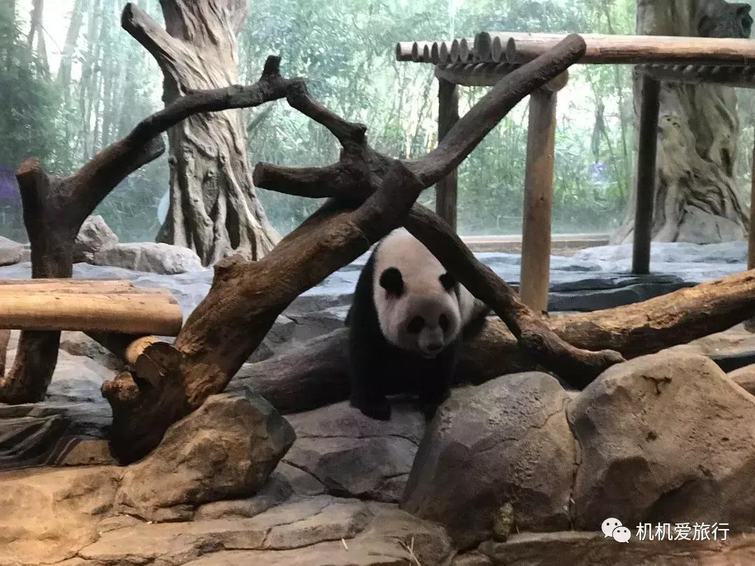 珠海长隆和广州长隆旅行攻略,珠海长隆和广州长隆旅游攻略区别